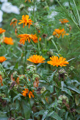 Calendula officinals, white cosmos and tabacco flowers in the medicinal garden.