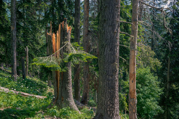 a broken fir tree in a mountain forest