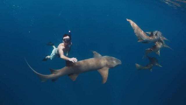 Swim with shark. Man swims with the Nurse sharks (Ginglymostoma cirratum) in the tropical sea.