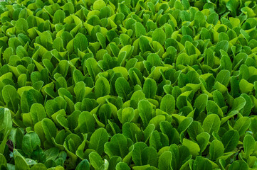 plantas