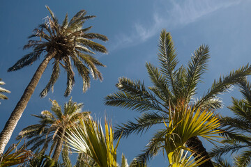 Fototapeta na wymiar Bottom view of tropical palms against the sky, natural background, tourist background with copy space, toned photo