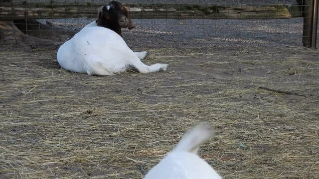 One Billy Goat Walking Forward On Hay In Zoo While Other Billy Goat Lies Down And Looks On