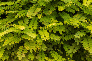 background of leaves