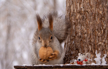 squirrel on the tree