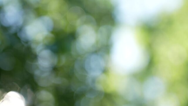 Beautiful sunny bright green abstract 4k video bokeh background