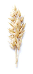 Oats spike on white background