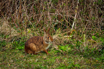 Marsh rabbit at a wildlife refuge