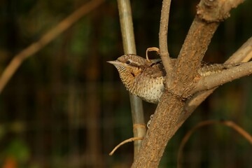 lizard on a branch