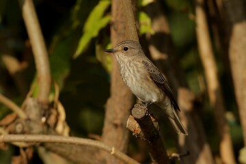 robin on a branch