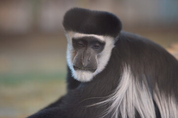 colobus monkey
