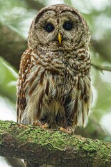 great horned owl