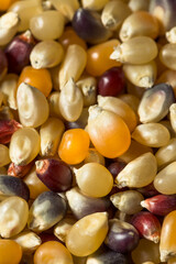 Dry Organic Assorted Rainbow Popcorn