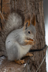 squirrel eating nut