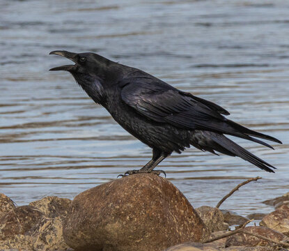 raven at the river