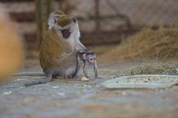 green macaque