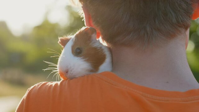 Close-up view 4k stock video portrait of cute fluffy curious guinea pig (home pet) sitting on shoulder of owner at sunny magic backlight of sunset sun light summer nature green bokeh background
