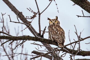 Great Horned Owl on a tree branch in the forest in the winter.