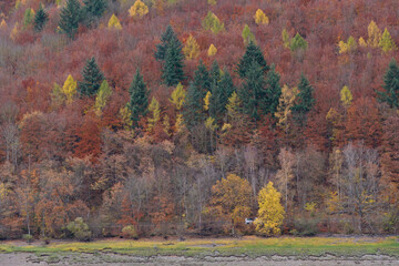 herbstfarben im wald