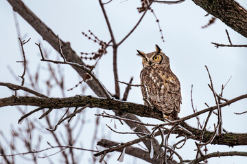 Great Horned Owl on a tree branch in the forest in the winter.
