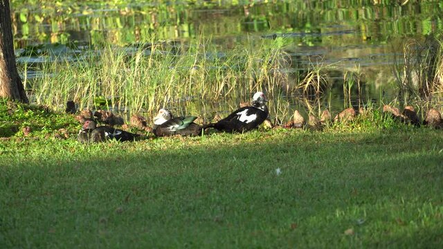 Wild Muscovy Ducks sunning on the bank of a tropical pond; black and white Muscovy Ducks with red head, on west coast of Florida; long view.