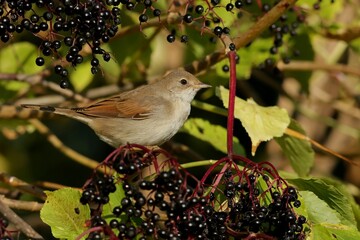 robin on a branch