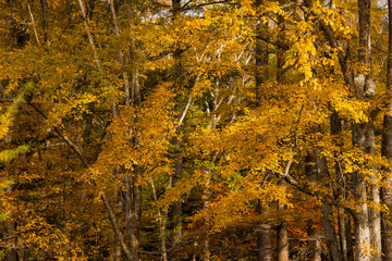 Yellow leave tree hiking trail