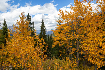 Fototapeta premium autumn leaves in the mountains
