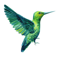 Watercolor hummingbird on an isolated white background, Trendy print.