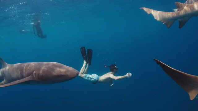 Swim with shark. Man swims with the Nurse sharks (Ginglymostoma cirratum) in the tropical sea.