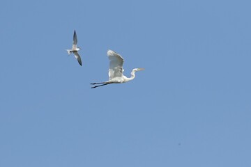 seagull in flight