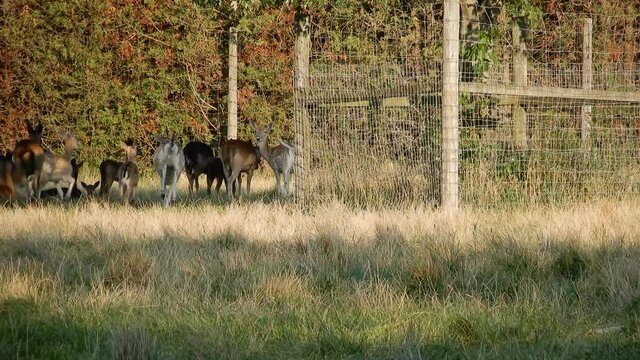 Slow Pan Up As Deer Gallop Off Into Distance Towards Caged Off Area In Outdoor Wildlife Preserve Park Zoo