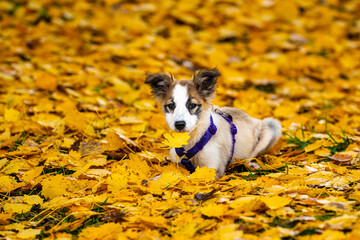 Obraz premium Border Collie puppy dog in yellow autumn leaves