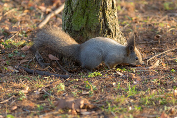 Naklejka na ściany i meble squirrel portrait on the ground