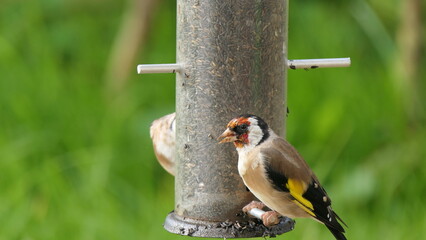 Goldfinch chick feeding from Tube peanut seed Feeder at table