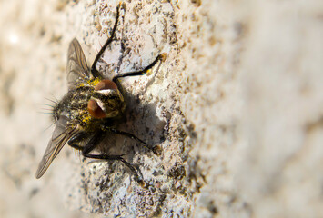 mouche pollen
