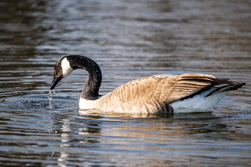 Canadian Goose Geese swimming in pond