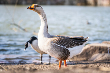 Greylag goose standing by pond with waterfowl