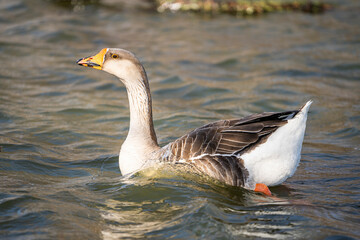 Greylag goose swimming in pond