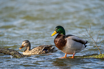 Mallard duck mates swimming in pond. Drake and Hen Mallard ducks. Male and Female ducks.
