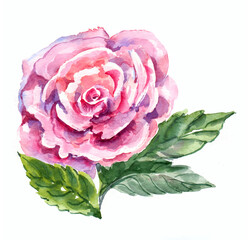 Illustration with watercolor flower rose on white background.