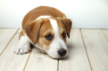 dog puppy lies on wood floor. Jack Russell Terrier breed.