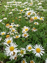 Fototapeta premium daisies in a field