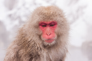 Portrait of cute snow monkey, Jigokudani Yaen-Koen, Japan.