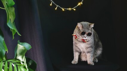 Pet British, Scottish straight cat for New Year 2022, Christmas, with glasses and red bow, black isolated background. A cool gray animal celebrates the holidays