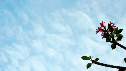 pink flowers on sky