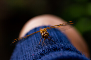 dragonfly perched on a finger