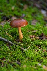 Pilze im Wald - Moos