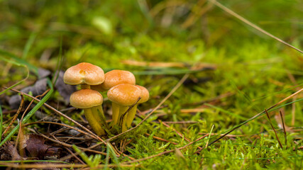 Pilze im Wald - Moos