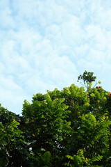 green forest and sky