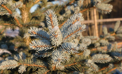 Naklejka na ściany i meble Blue spruce branch in winter